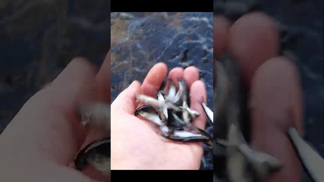 Огромная стая малька #fishing #рыбалка