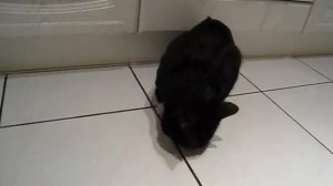 Кот и валерьянка