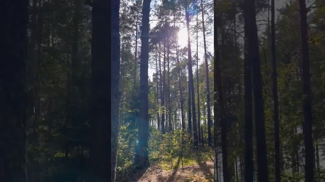 Семейная прогулка в лесу. Первый день осени в лесу. Орловское Полесье.