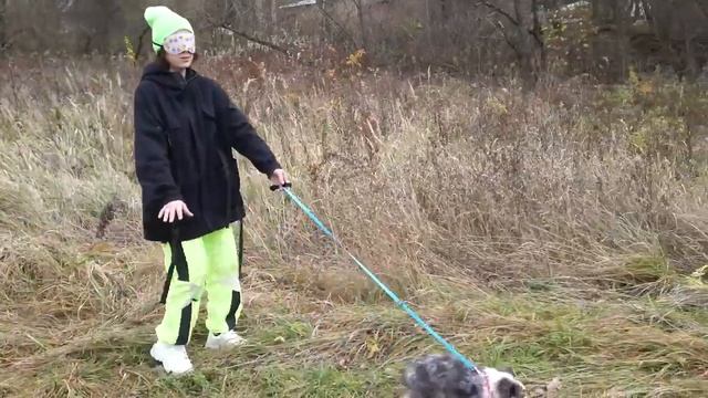 Путешествие верного друга: Эксперимент с собакой-поводырем и закрытыми глазами смотреть онлайн