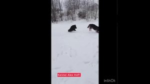 Завалов & Вендетта Алекс Хофф.mp4