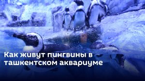 Пингвины в Ташкенте: как живется заморским гостям в столичном аквариуме