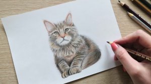 Котёнок цветными карандашами.