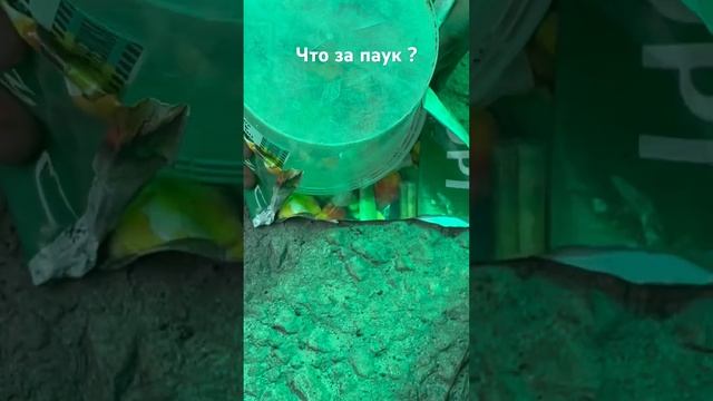 Поймали большого паука. Паук укусил коллегу. Большой паук.