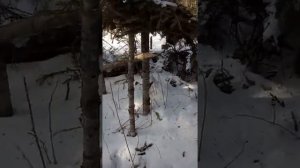 Охота на соболя, закрываю капканы..mp4