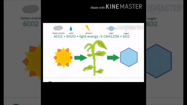 Life Process Ncert Class 10 Biology
