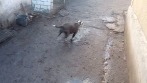 сабака стаф в запирти сидит
