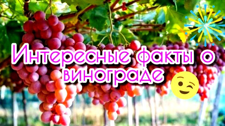 Интересные факты о винограде