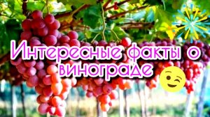 Интересные факты о винограде
