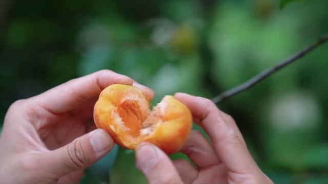 Eating 1 Handful of Apricots a Day Does These To Your Body  What are the Benefits of Apricot?