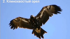 Хищные птицы, часть 3