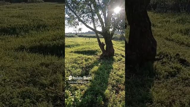 Ива , скамейка, полянка в лучах вечернего солнышка