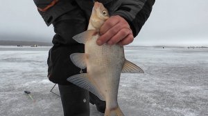 Ловля леща под названием радужная форель. И такой ловиться. .Рузское ВДХ.