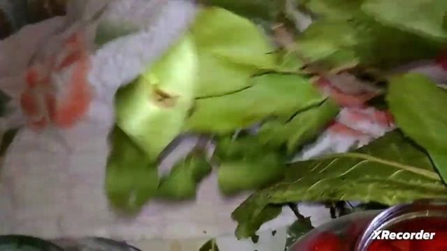 Прекрасный рецепт квашенные помидоры. Готовим так это вкусно смотреть онлайн