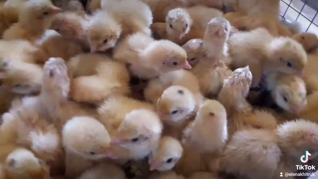 Информация о моей деятельности в соц сетях Хитрук Елена Украина.