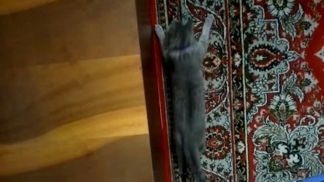 Кошка ловит мошку смотреть онлайн