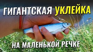 ГИГАНТСКАЯ уклейка на реке Сестра. На рыбалке с женой