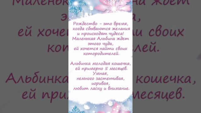 Кошечка Альбина ждёт любящих хозяев!
