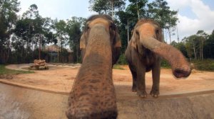 СЛОНЫ ВИНПЕРЛ ПАРК ФУКУОК ВЬЕТНАМ
ELEPHANTS WINPERL PARK PHU QUOC VIETNAM