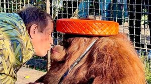 Олег Зубков пришел к орангутане Дане,он не причесывает, а Дануся смотрит в зеркало и себя ЦЕЛУЕТ!