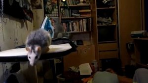 Крыса прыгает в замедленной съемке