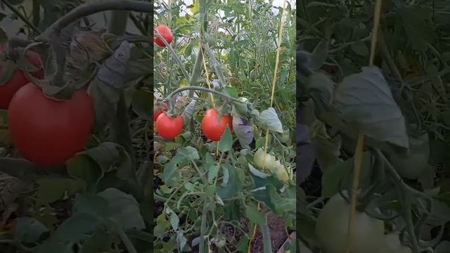 tomatoes