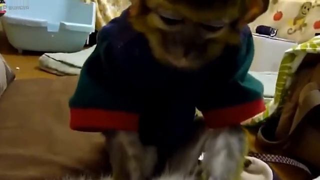 Коты и обезьяны #котики #обезьяны