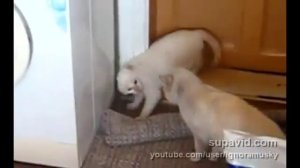 Cats fighting (кошки дерутся).mp4