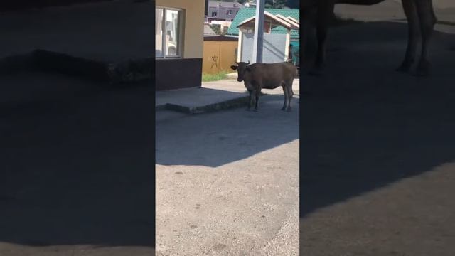Коровы в Сочи, почти как Индия))) смотреть онлайн