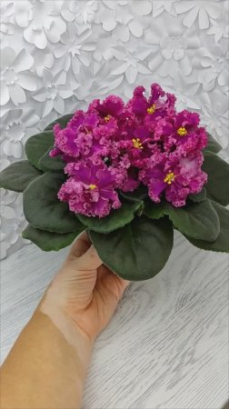 Фиалка ЛФ-Дарья