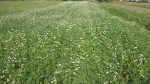 Гречиха в конце августа