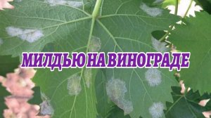 Милдью винограда- причины, признаки и меры защиты