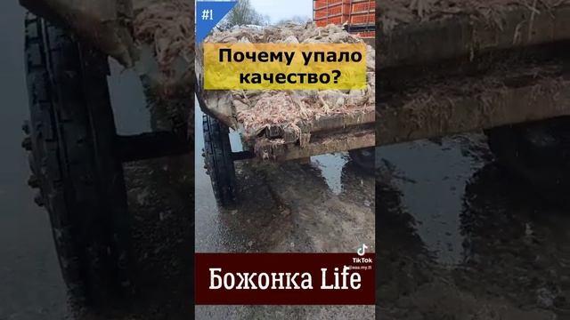 куриная ферма. новгородский бекон. экологический чистый продукт. натуральное хозяйство.