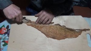 Подготовка покровного листа для сигар