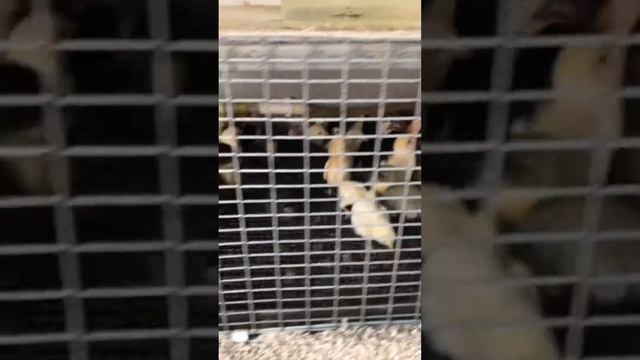 Содержание цыплят в клетках
