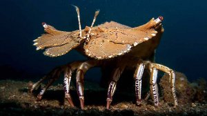 ДАЙВИНГ В ПЕЩЕРАХ КИПР
Caves night diving CYPRUS