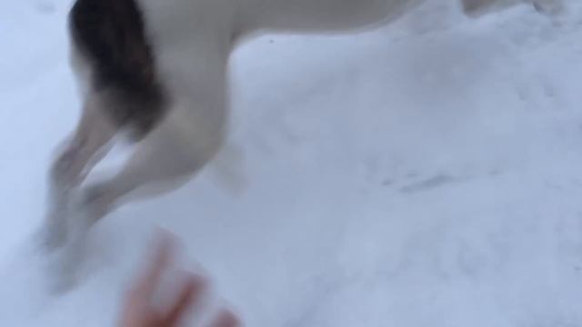 ВЛОГ: ПЕРВЫЙ СНЕГ В ЖИЗНИ СОБАКИ. НОВАЯ ИГРУШКА смотреть онлайн