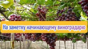 На заметку начинающему виноградврю
