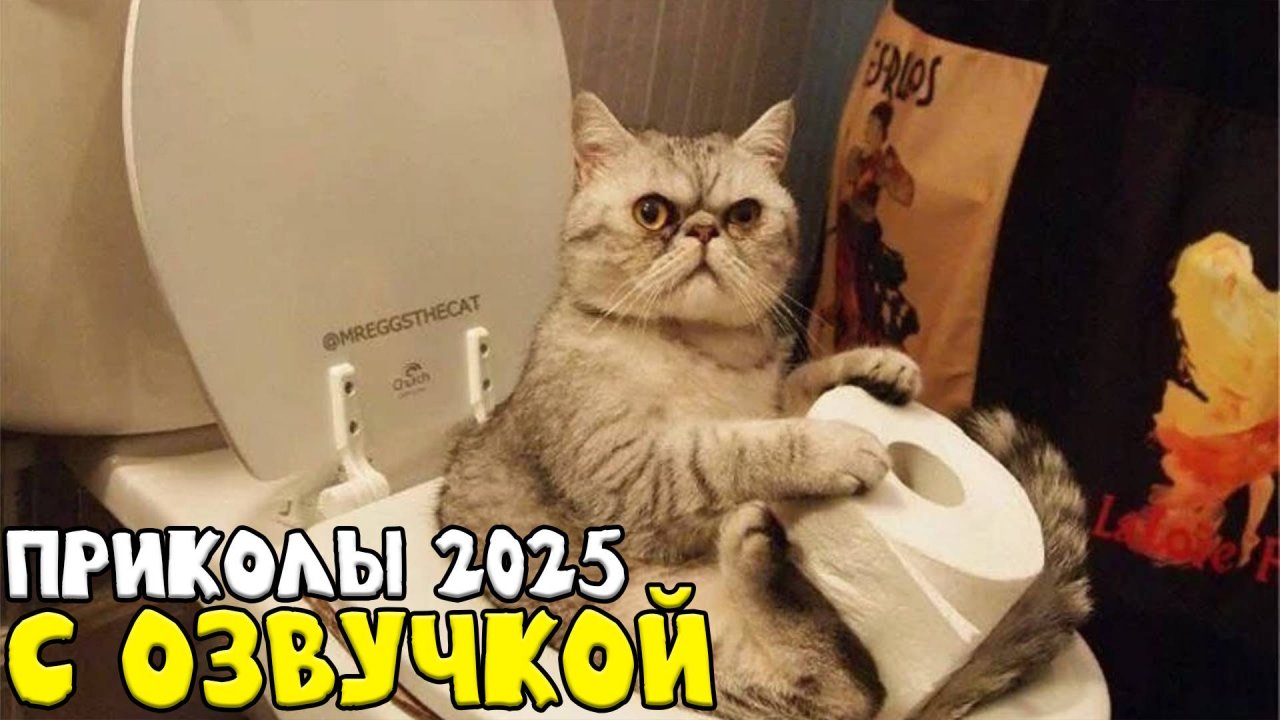 Приколы с котами!- С ОЗВУЧКОЙ! 🤔- СМЕШНЫЕ КОТЫ! Самые смешные животные!!!