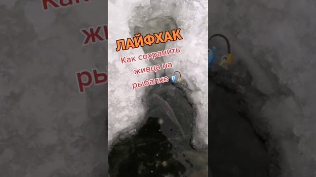 Как сохранить живца на рыбалке