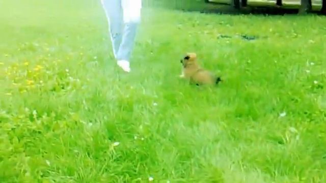 гризлик смотреть онлайн