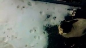 Чумазый кот. Dirty cat.