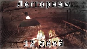 ПЕРЕСАДКА ЦЫПЛЯТ ИЗ БРУДЕРА В КЛЕТКУ.