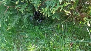 Наши маленькие пушистики. Котёнок Кузя в джунглях!