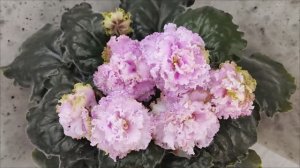 Фиалка БР-Кудряшка