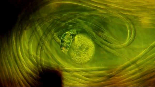 Cyanobacteria, Euglena, Colorless Euglenoid Protozoan @ 500X