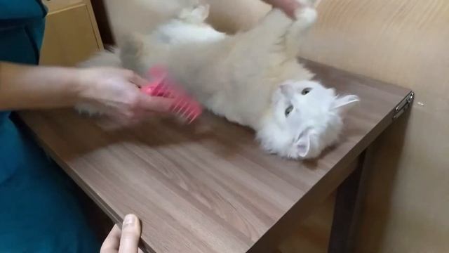 Как мы ухаживаем за своей кошкой и как вычесываем ей шерсть смотреть онлайн