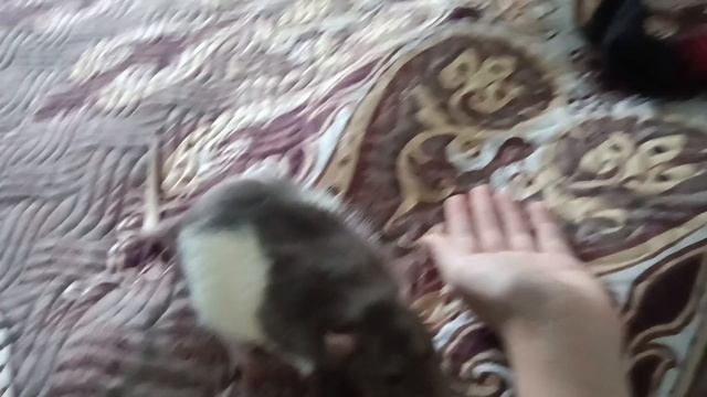 Первое видео Киринна и Яна