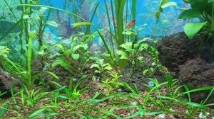 Акваскейп середина