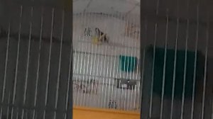 Осеннее пение славки-черноголовки (Sylvia atricapilla) 21.10.2019. № 2